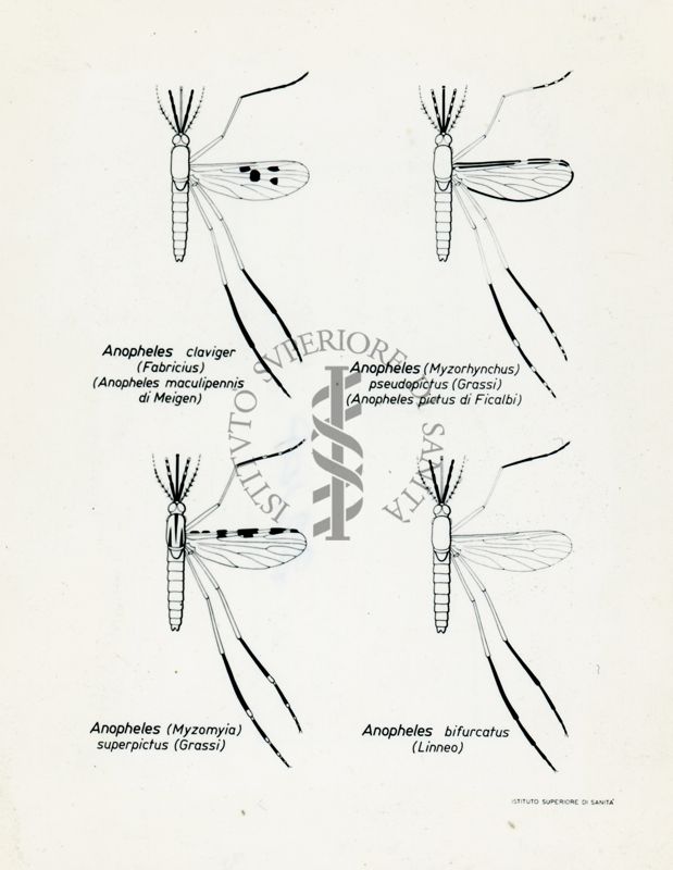 Tav. 205 - Varie specie di Anopheles