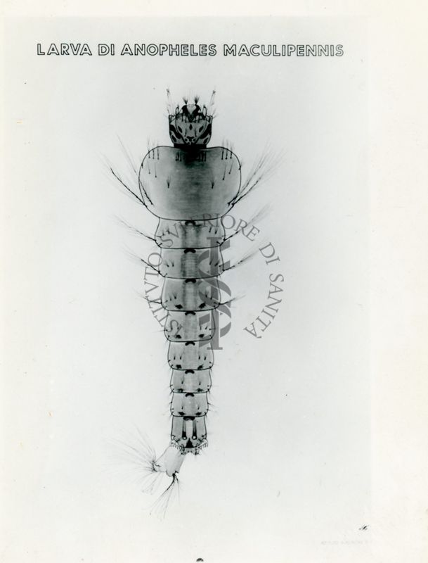 Tav. 206 - Larva di Anopheles Maculipennis