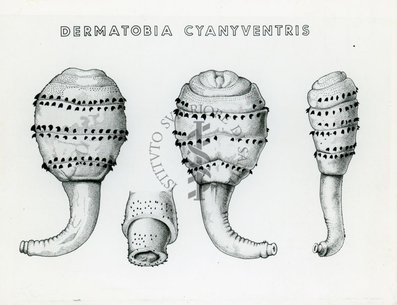 Tav. 199 - Dermatobia Cyaniventris