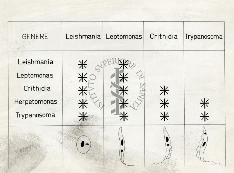 Tav. 212 - Genere: Leishmania, Leptomonas, Crithidia, Trypanosoma