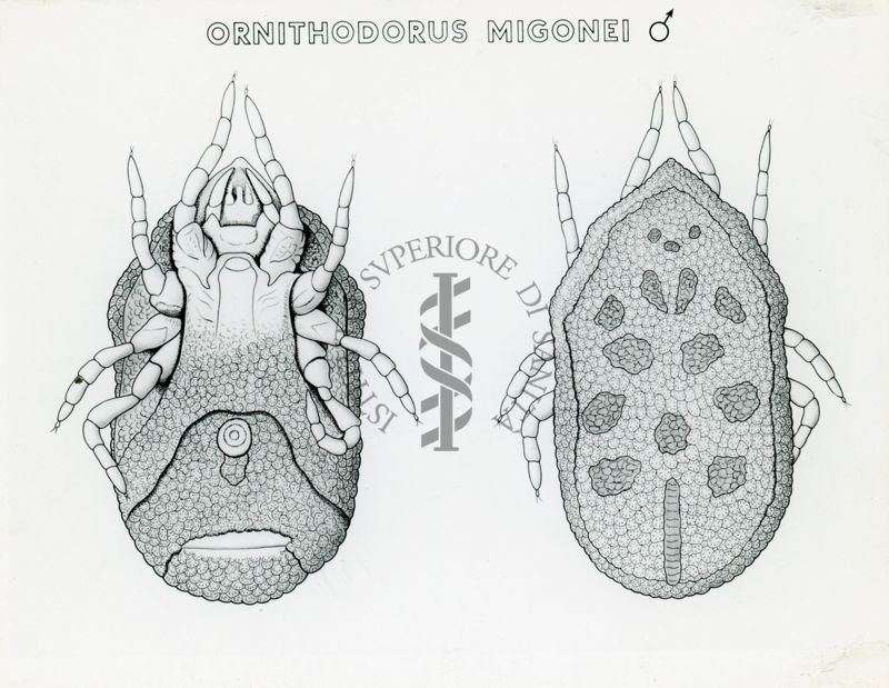 Tav. 193 - Ornithodorus Migonei