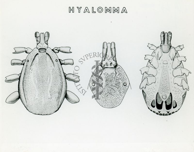 Tav. 194 - Hyalomma