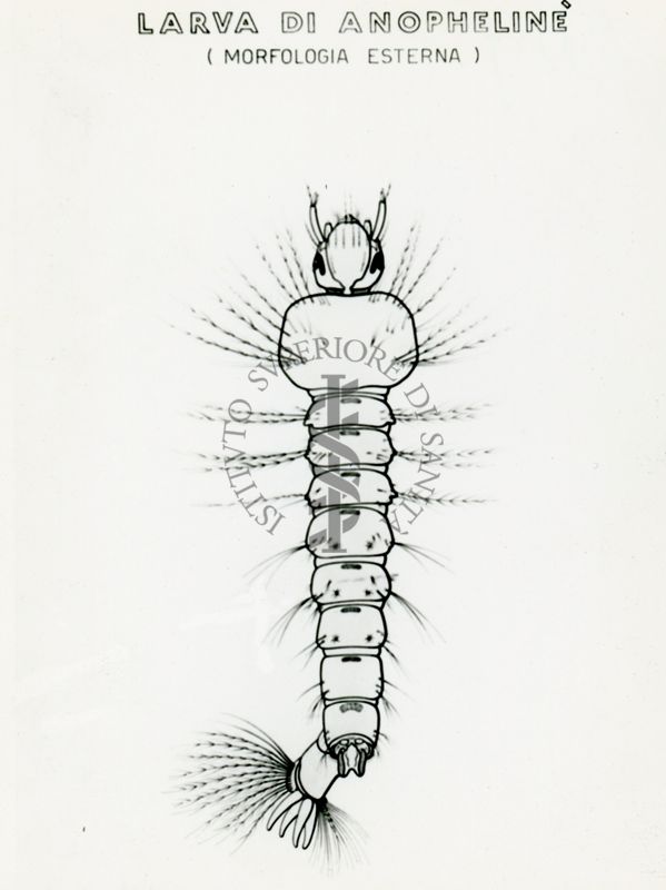 Tav. 209 - Larva di Anopheline (morfologia esterna)