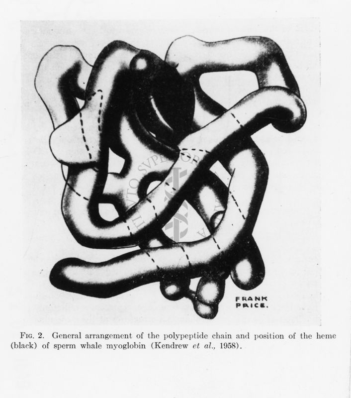 Disegno: General arrengement of the polypeptide chain and position of the heme (black) of sperm whale myoglobin (Kendrew et. all, 1958).