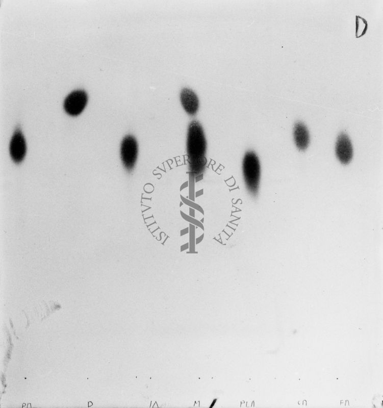 Riproduzione da gel