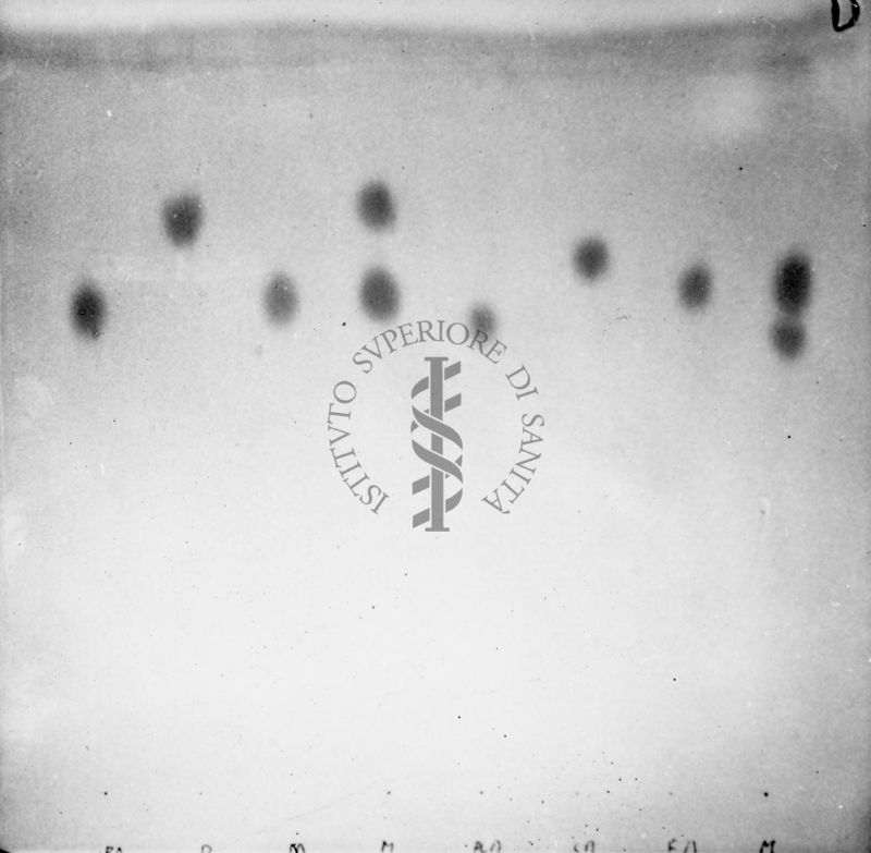 Riproduzione da gel