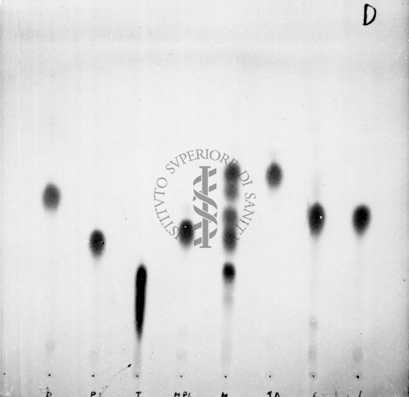 Riproduzione da gel