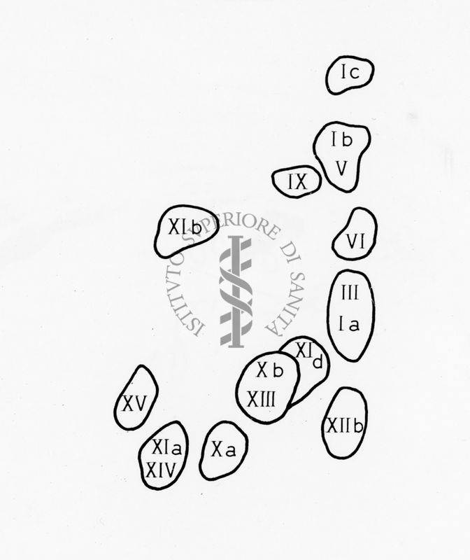 Grafico riferito a: "Amino Acid Compositions of the Soluble Tryptic Peptides from the Aminoethylated β - like chain Rana esculenta Hemoglobin (major component)"