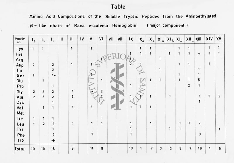 Tabella riguardante: "Amino Acid Compositions of the Soluble Tryptic Peptides from the Aminoethylated β - like chain Rana esculenta Hemoglobin (major component)"