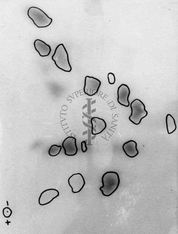 Gel: "Amino Acid Compositions of the Soluble Tryptic Peptides from the Aminoethylated β - like chain Rana esculenta Hemoglobin (major component)"