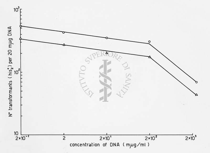 Grafico