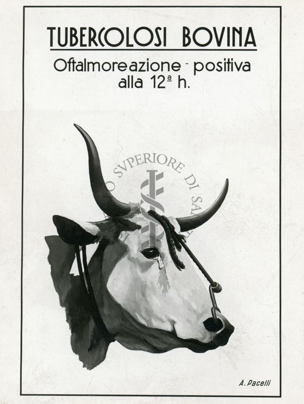 Tav. 85 - Tubercolosi bovina