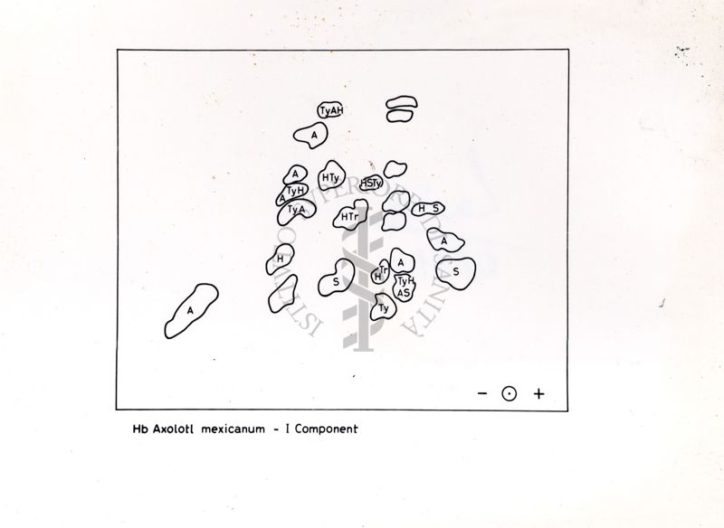 Grafico su studi ignoti