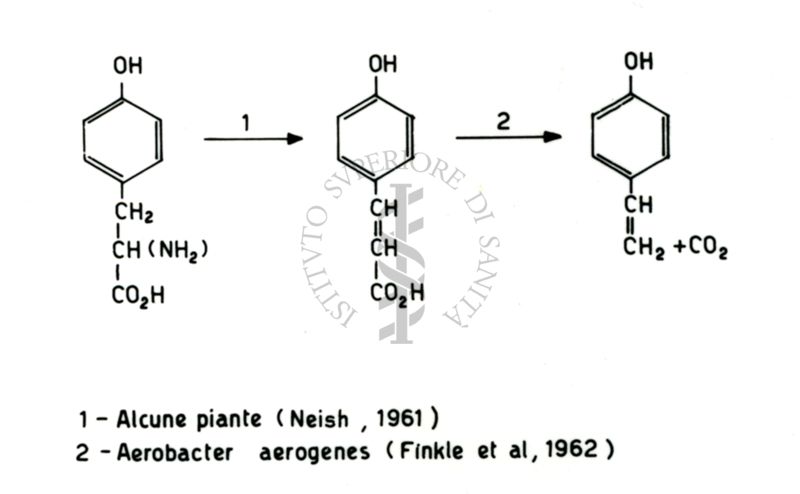 Formule di struttura - 1) Alcune piante (Neish, 1961); 2) Aerobacter aerogenes (Finkie et al, 1962)