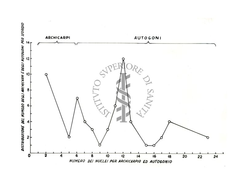 Genetica dei microrganismi (miceti)