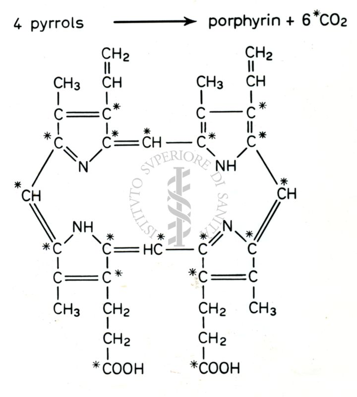 Biosintesi della porfirina