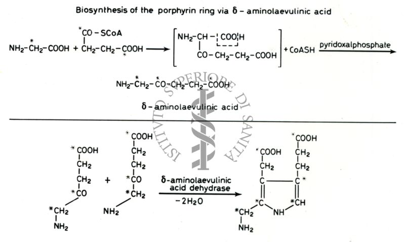 Biosintesi della porfirina