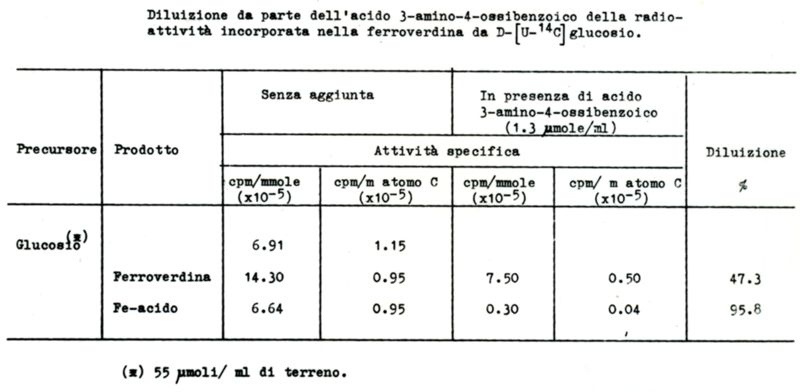 Tabella sulla diluizione dal parte dell'acido 3-amino-4-ossibenzoico della radioattività incorporata nella Ferroverdina