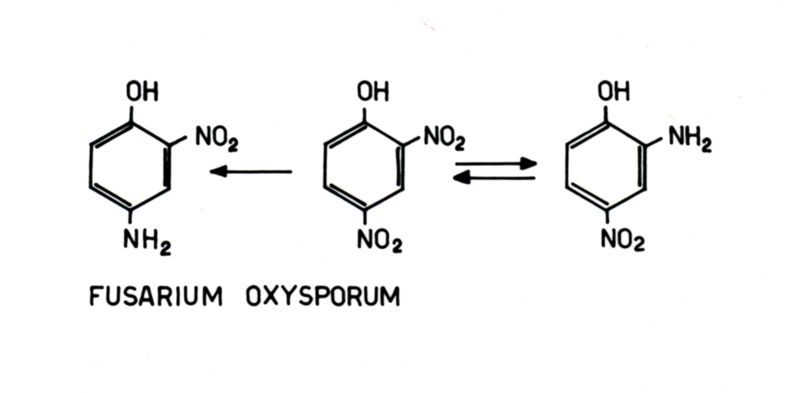 Formula di struttura riguardante del Fusarium Oxysporum