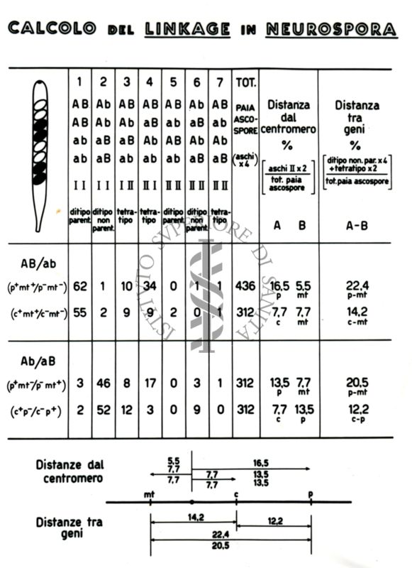 Genetica dei microrganismi