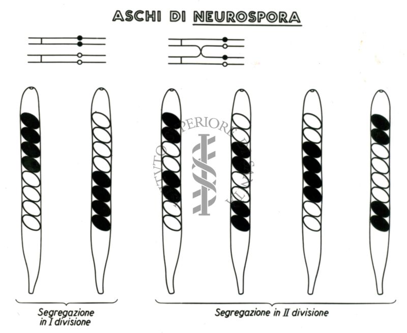 Genetica dei microrganismi