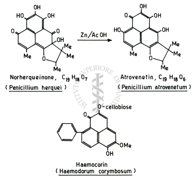 Studi metabolici di miceti