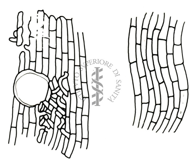 Disegno di struttura morfologica di miceti