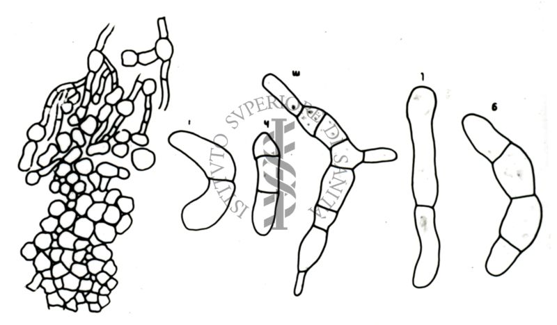 Disegni di strutture morfologiche di miceti