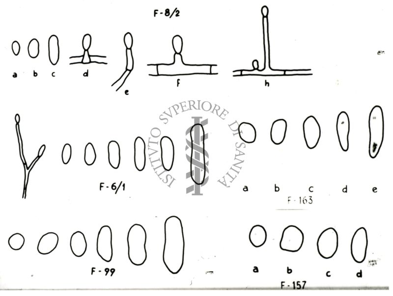 Disegni di strutture morfologiche di miceti