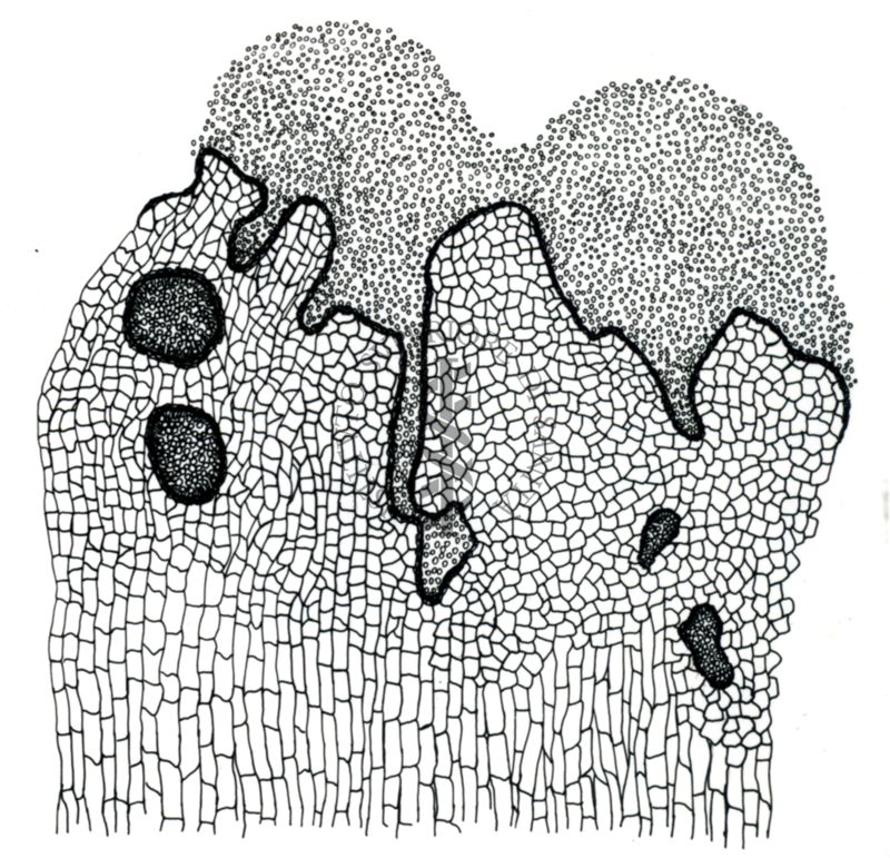 Disegno di struttura morfologica di miceti