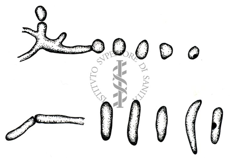 Disegni di strutture morfologiche di miceti