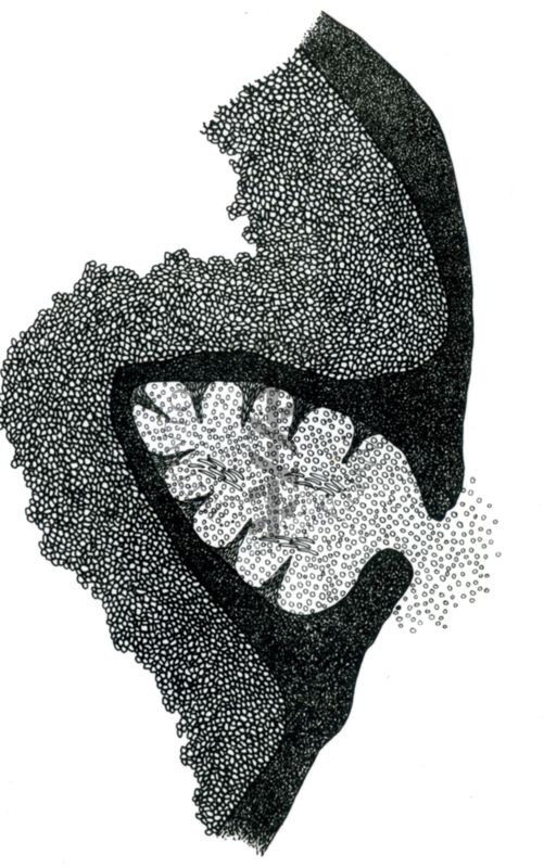 Disegno di struttura morfologica di miceti