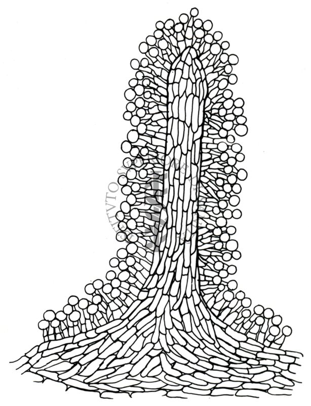 Disegno di struttura morfologica di miceti