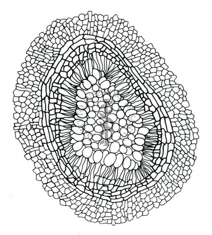 Disegno di struttura morfologica di miceti