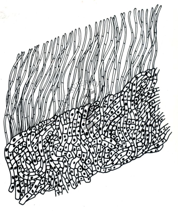 Disegno di struttura morfologica di miceti