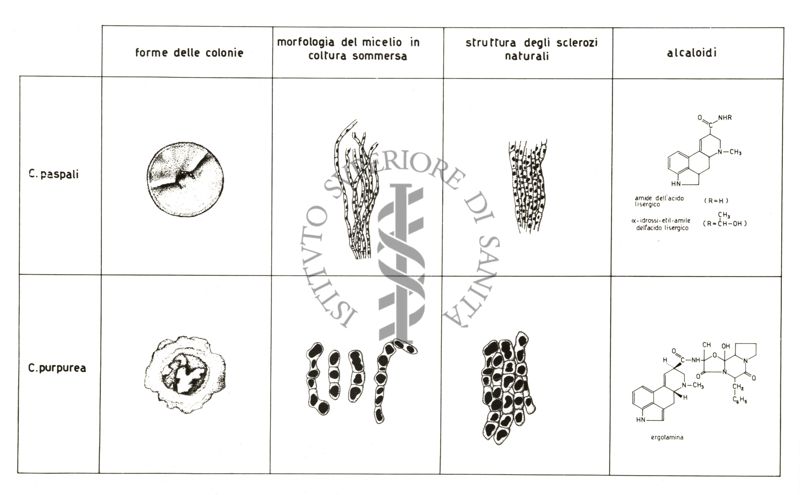 Tabella riguardante il Claviceps Paspali e il Claviceps Purpurea con disegni che rappresentano le forme delle colonie, la morfologia del micelio in coltura diversa, la struttura degli scierozi naturali e gli alcaloidi