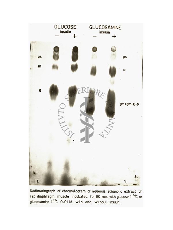 Studi metabolici in vivo e in vitro