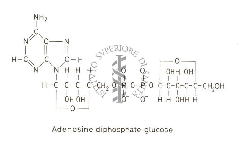 Studi metabolici in vivo e in vitro