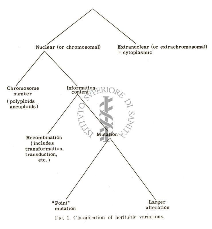 Studi di mutagenesi