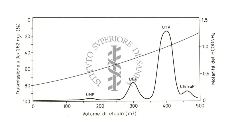 Saggi biochimici sull'uso di basi azotate da parte di colture di miceti