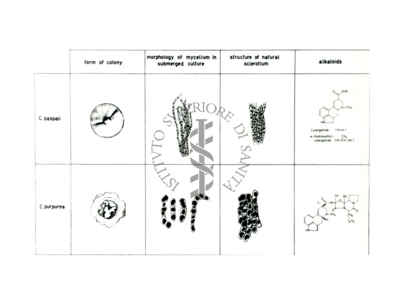 Studi farmacologici di prodotti naturali - Tabella riguardante la Claviceps Paspali e la Claviceps Purpurea