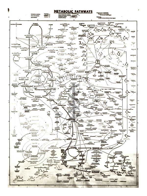 Mappa metabolica