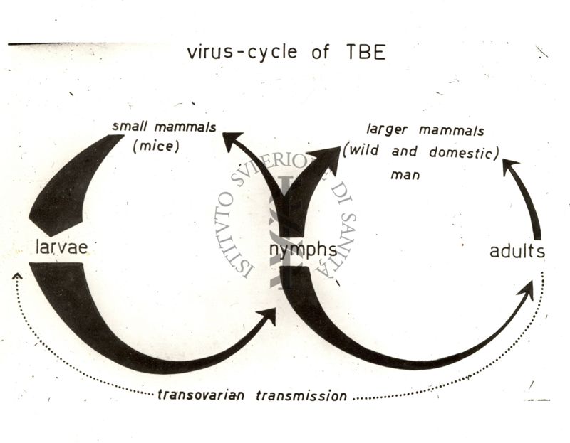 Ciclo vitale della zecca vettore del virus dell'encefalite