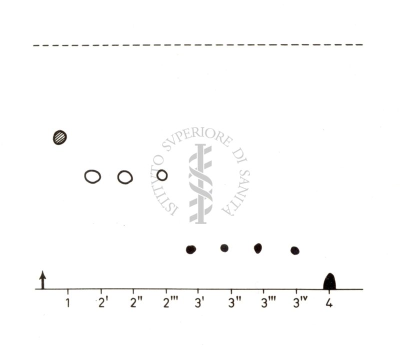 Studi di genetica di microrganismi