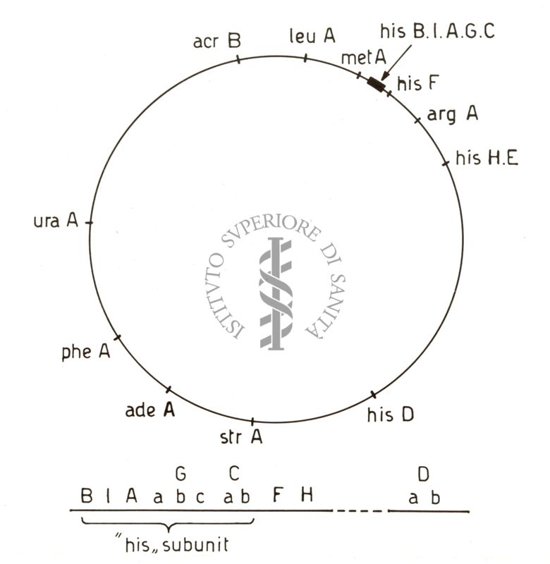 Studi di genetica di microrganismi