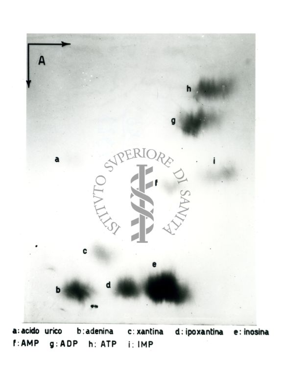 Studio relativo a sostanze trattate con solventi (in esito ad analisi cromatografiche) - a: acido urico; b: adenina; c: xantina; d: ipoxantina; e: inosina; f: AMP; g: ADP; h: ATP; i: IMP