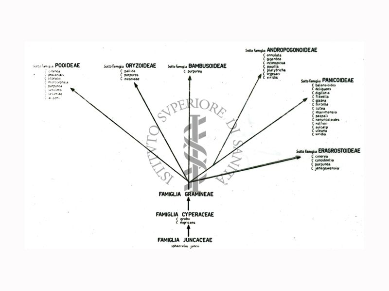 Alberi filogenetici di microrganismi