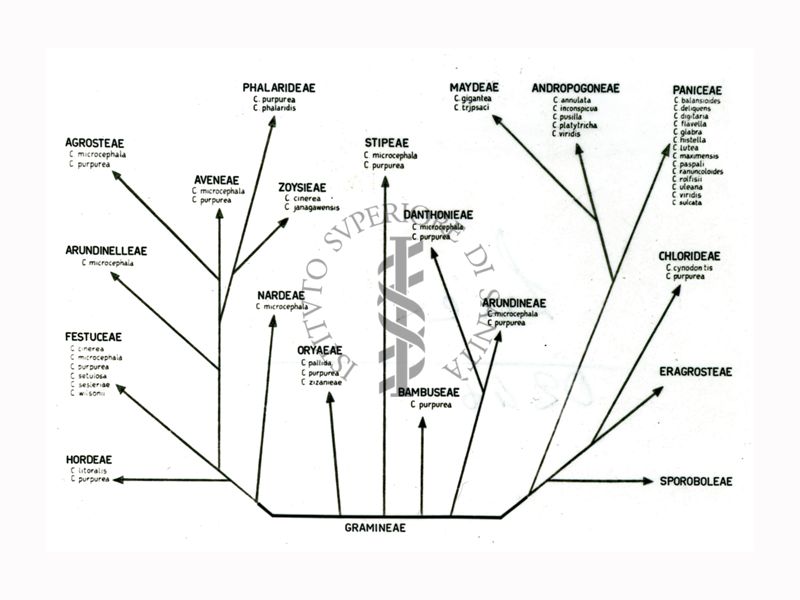 Alberi filogenetici di microrganismi