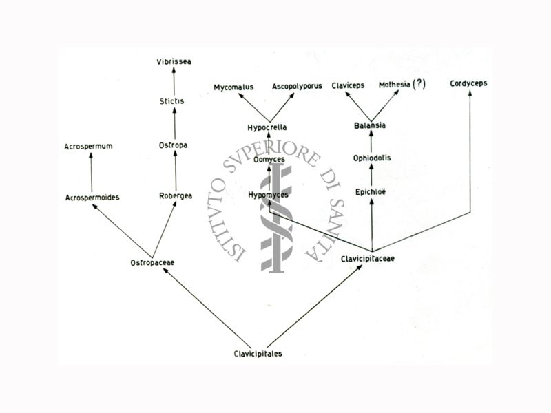 Alberi filogenetici di microrganismi