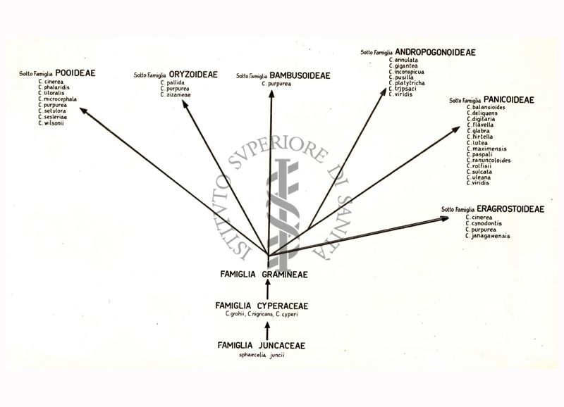 Alberi filogenetici di microrganismi